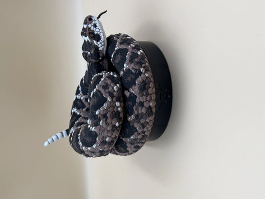 Diamondback Rattlesnake (Crotalus atrox)