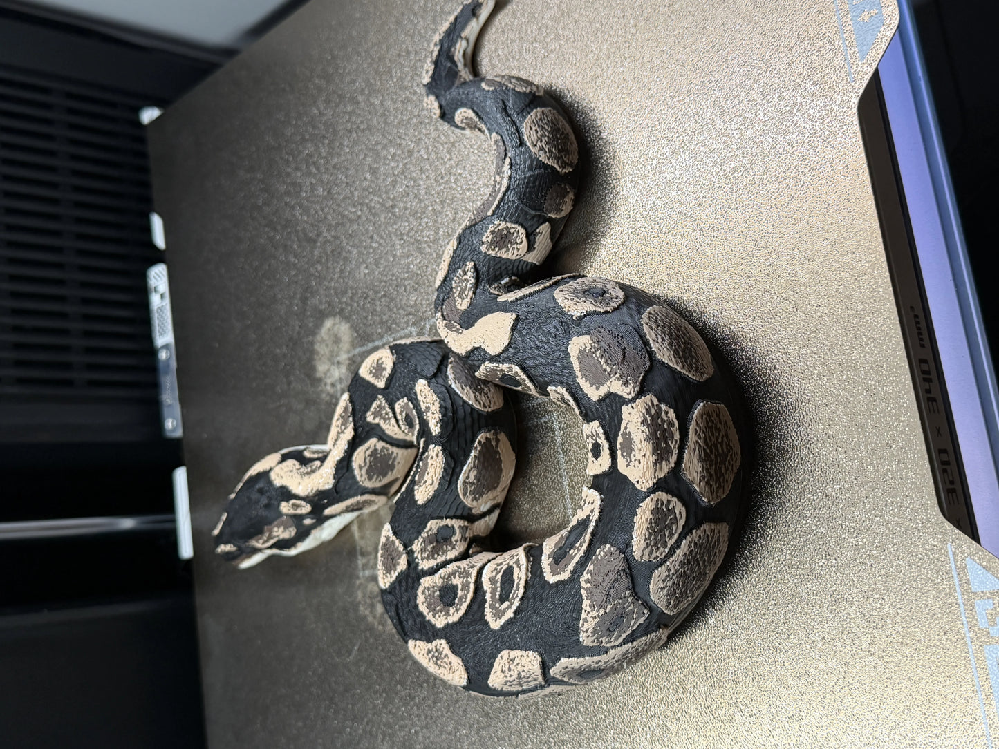 Shadow Patch Ball Python
