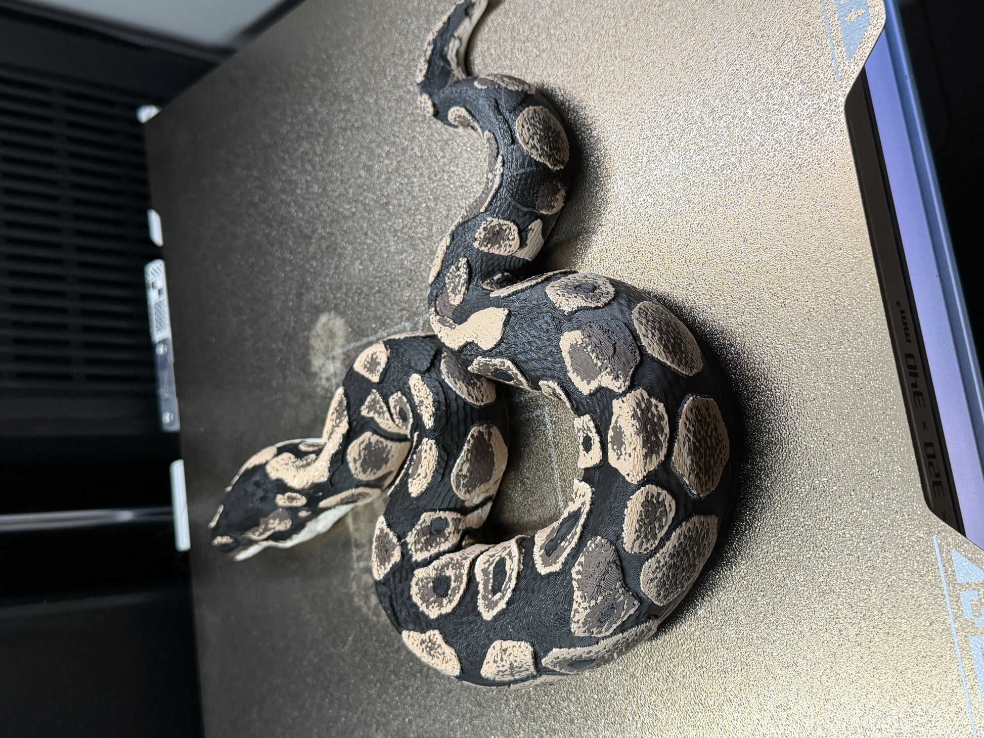 Shadow Patch Ball Python