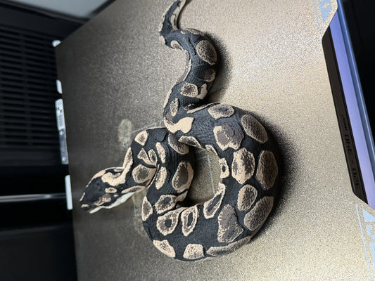 Shadow Patch Ball Python