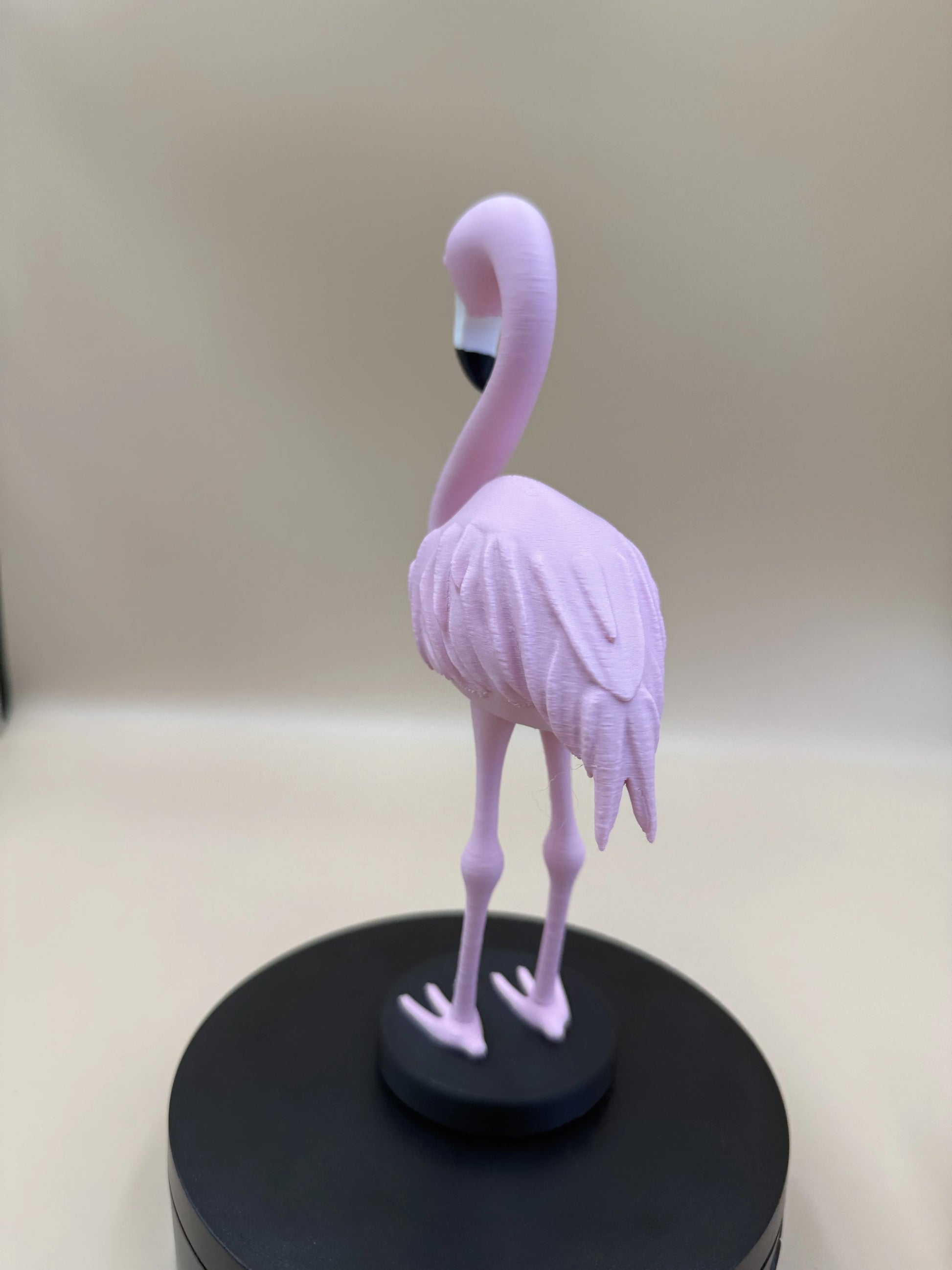 Plamienok Flamingo