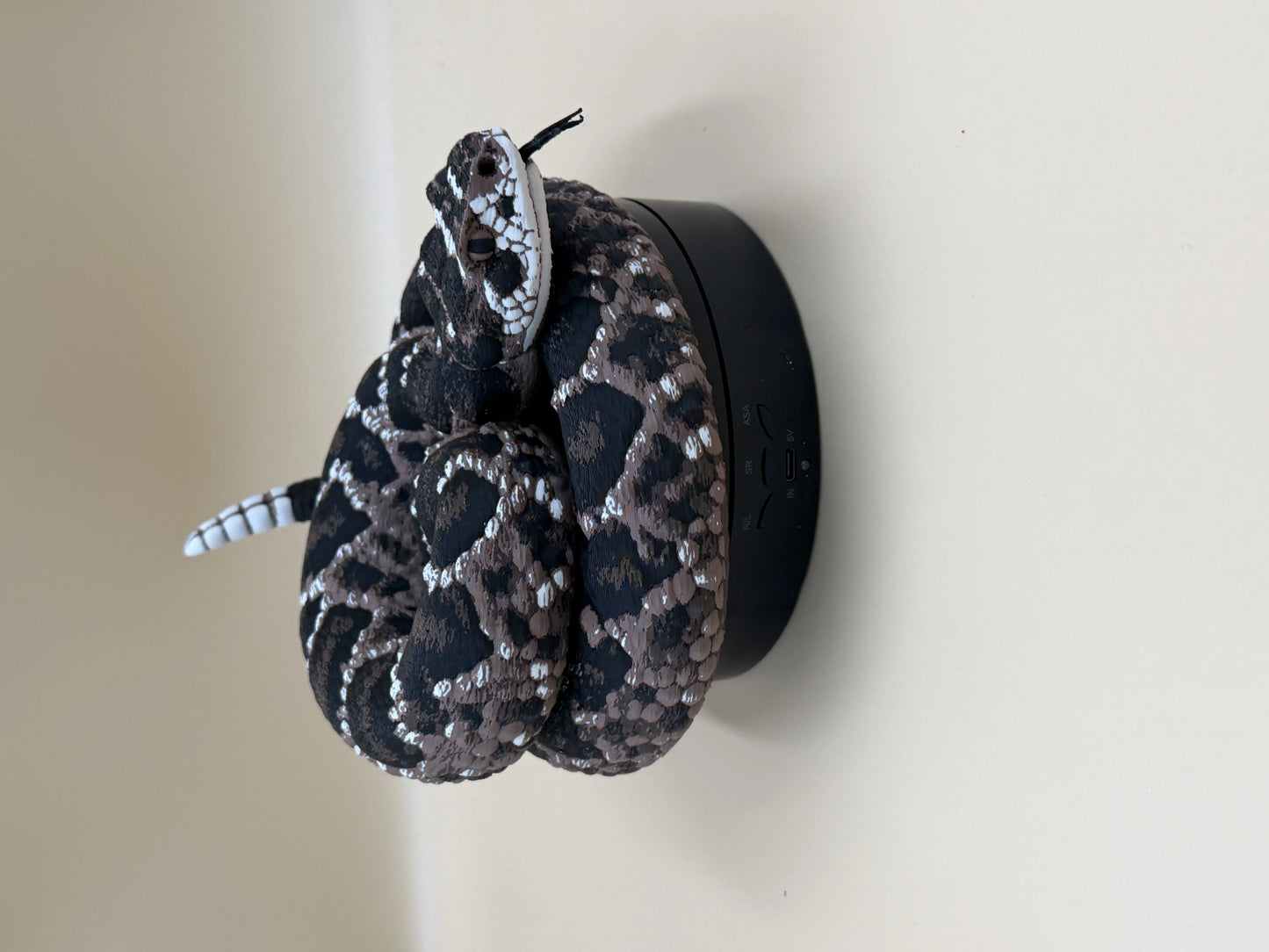 Diamondback Rattlesnake (Crotalus atrox)