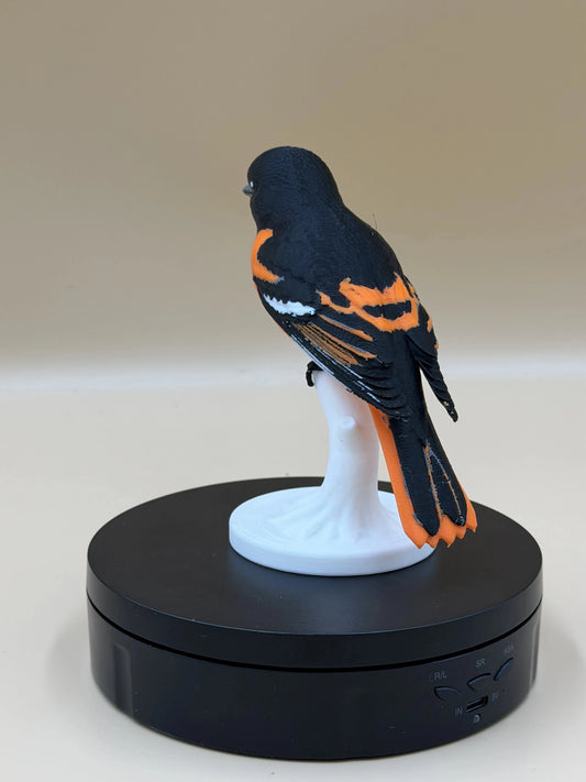Baltimore Oriole – vtáčik na konári