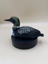 Potápka veľká (Common Loon)