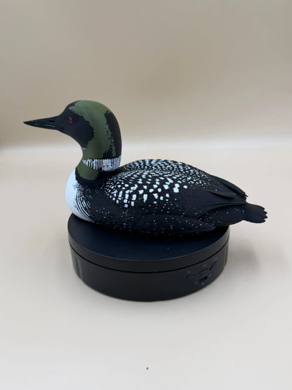 Potápka veľká (Common Loon)