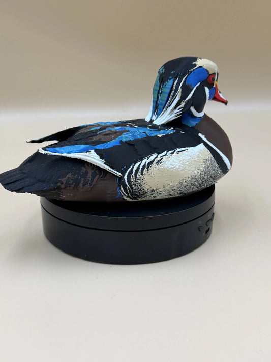 Kačica karolínska Wood Duck