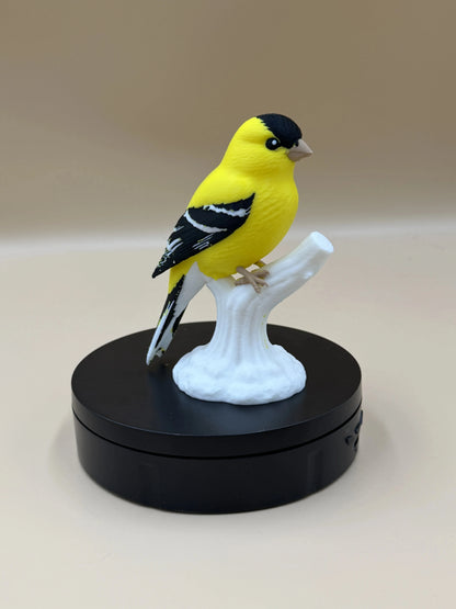 Stehlík čížavý Sunshine (Goldfinch)