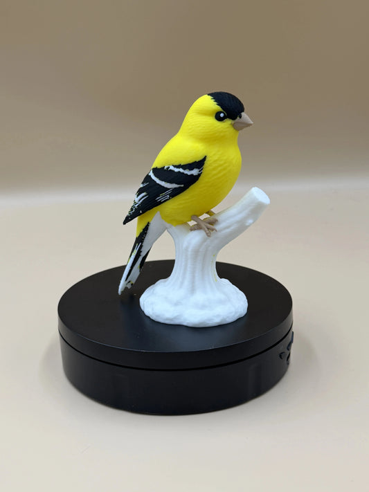 Stehlík čížavý Sunshine (Goldfinch)