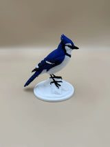 Sojka Blue Jay na stenu