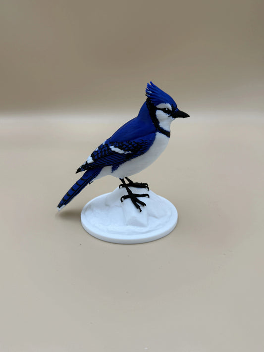 Sojka Blue Jay na stenu