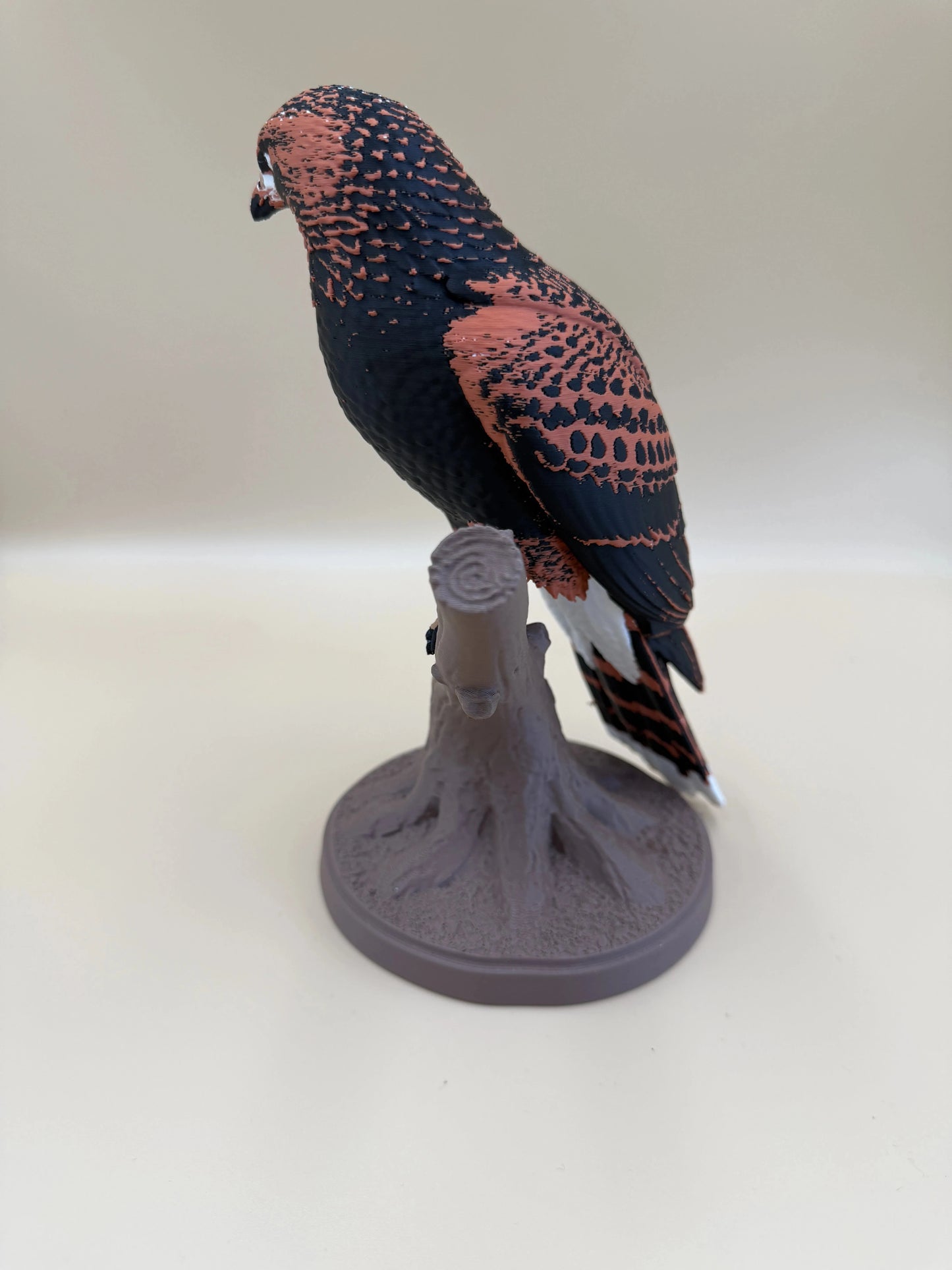 Harris Hawk – dravý jastrab na konári