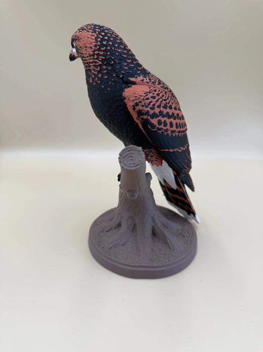 Harris Hawk – dravý jastrab na konári