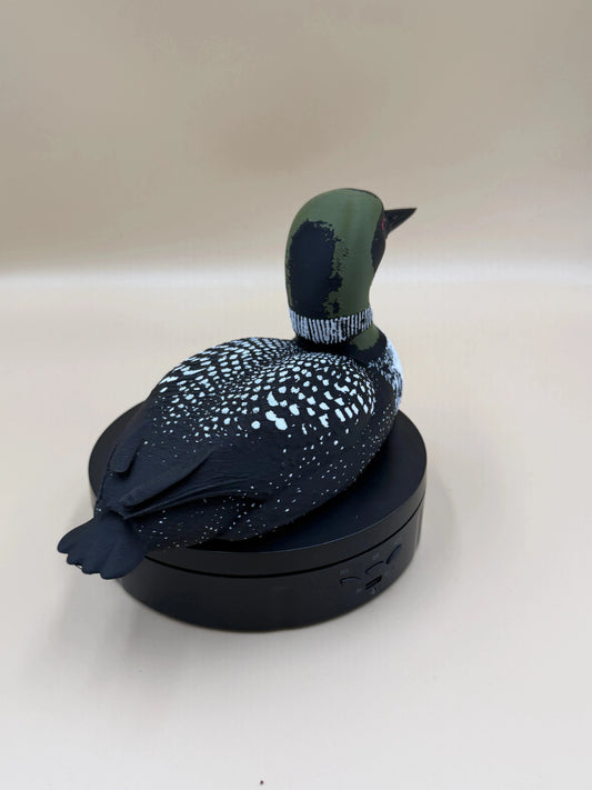 Potápka veľká (Common Loon)