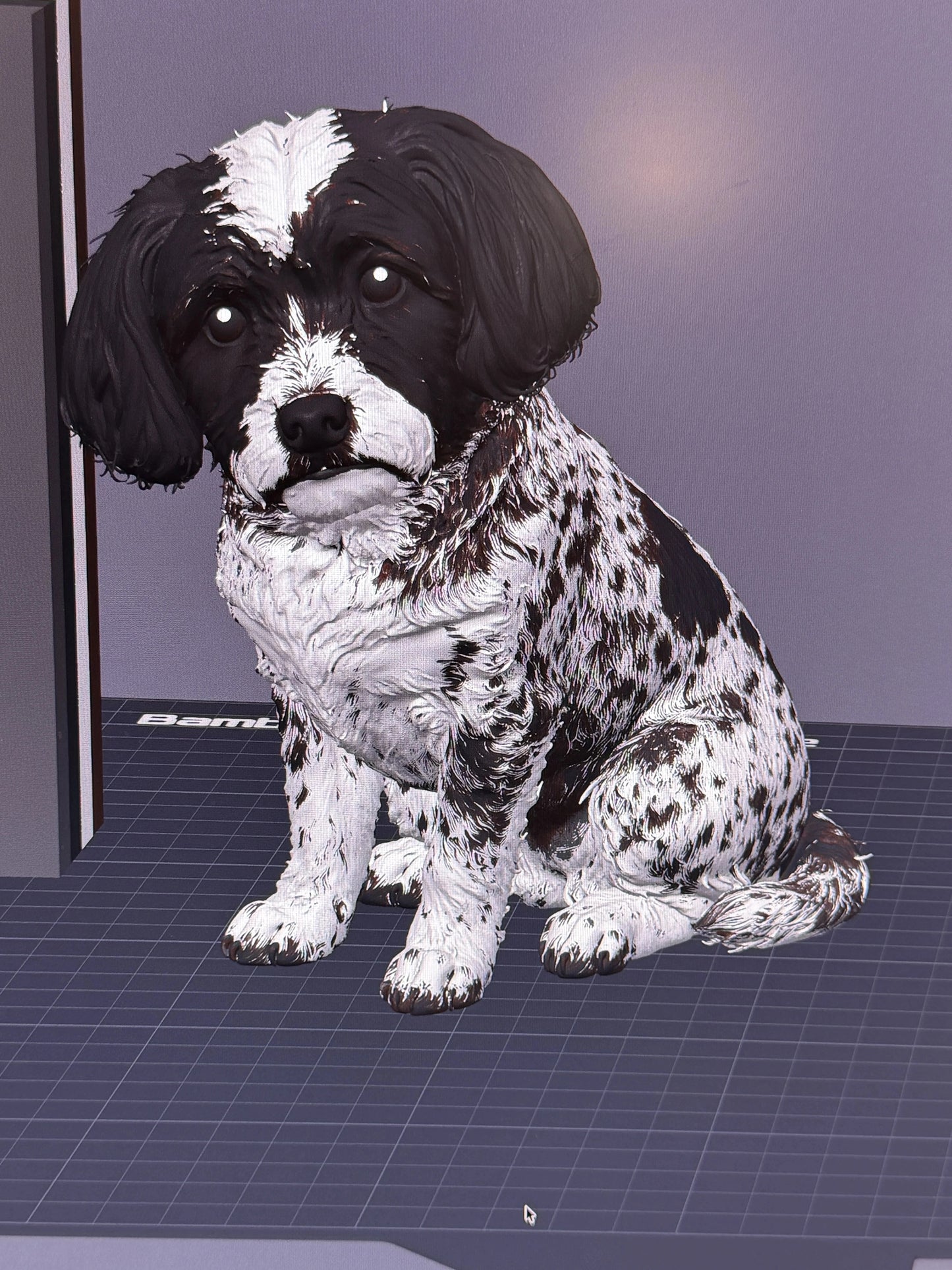 Havanese šteniatko Bella
