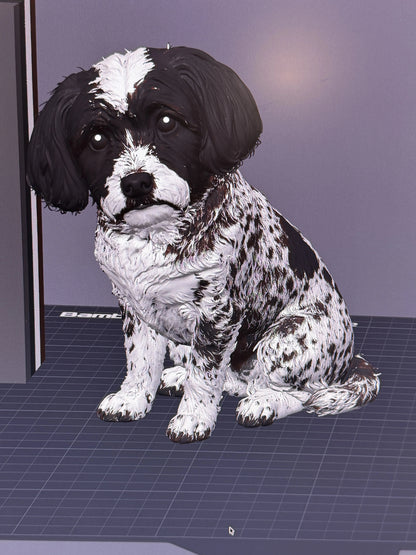 Havanese šteniatko Bella