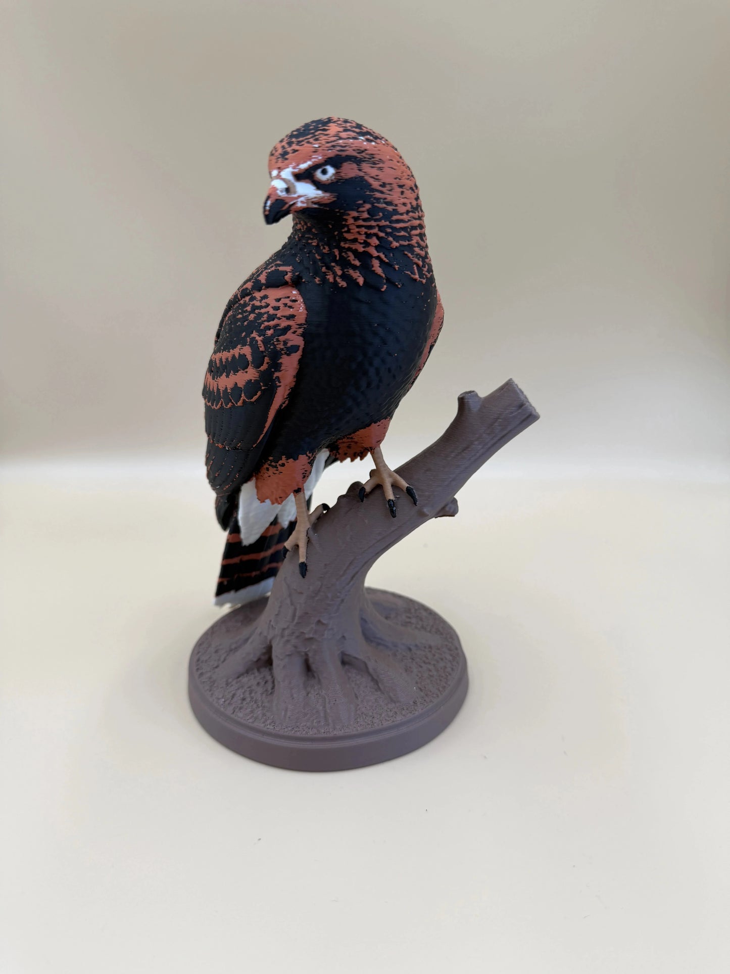 Harris Hawk – dravý jastrab na konári