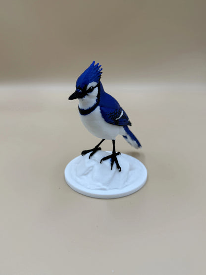 Sojka Blue Jay na stenu