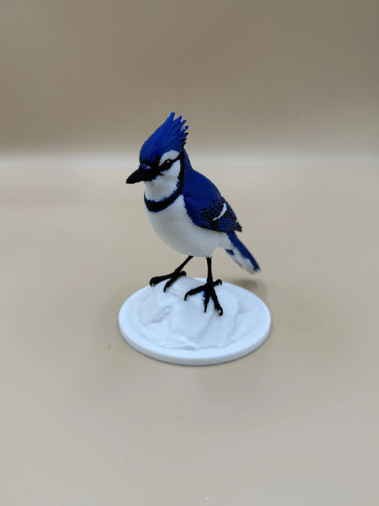 Sojka Blue Jay na stenu