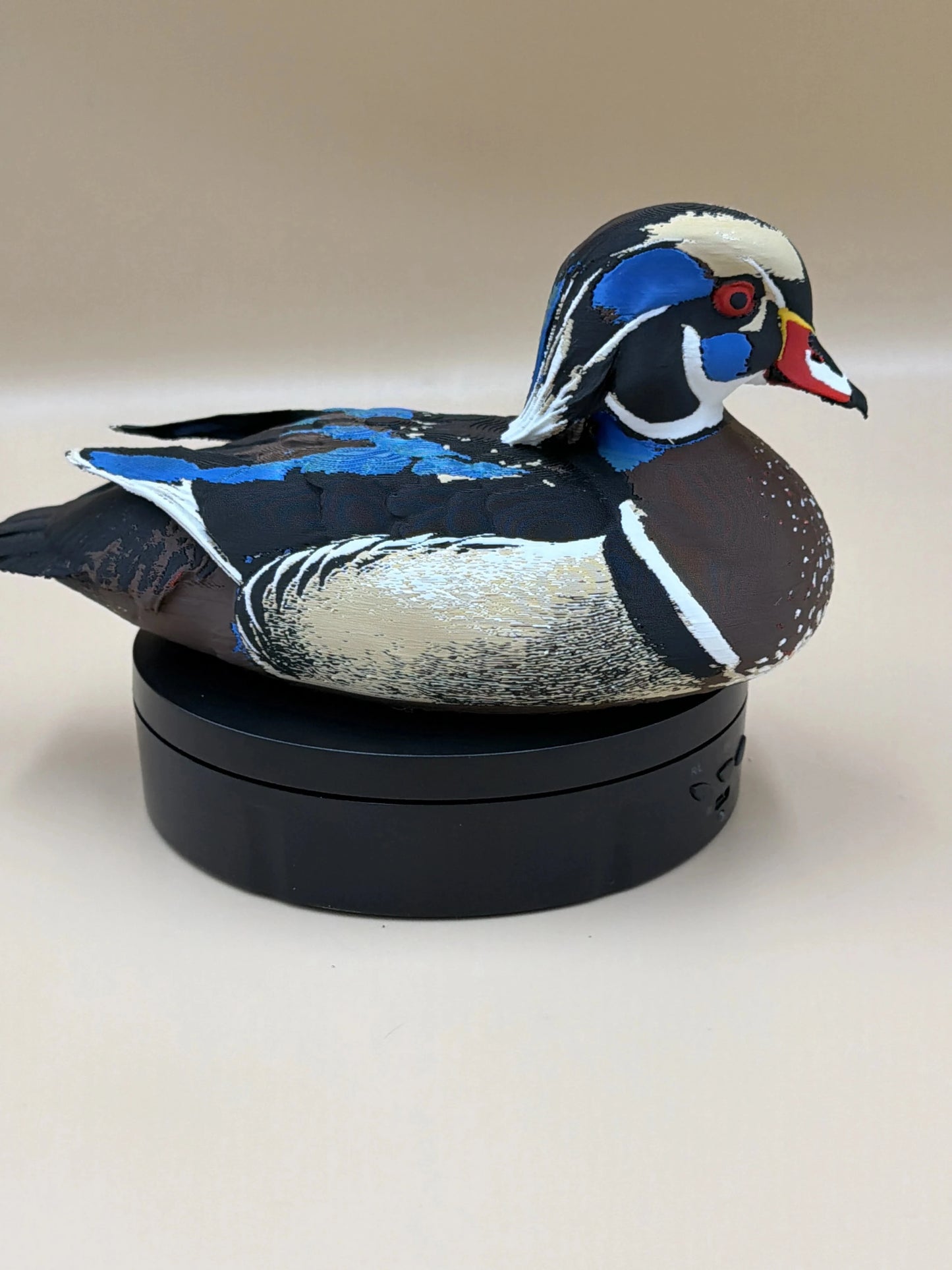 Kačica karolínska Wood Duck