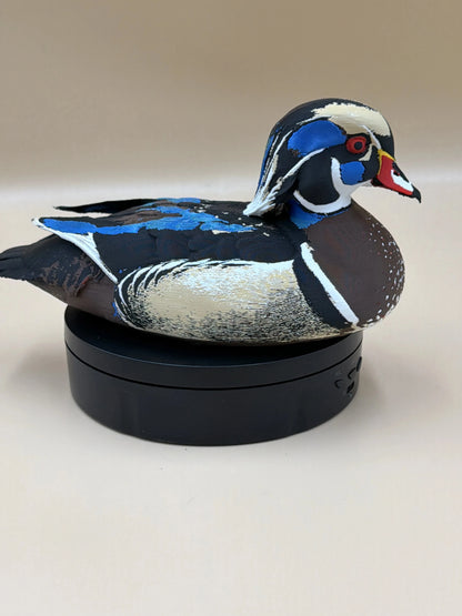 Kačica karolínska Wood Duck