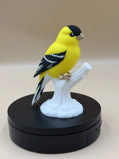 Stehlík čížavý Sunshine (Goldfinch)