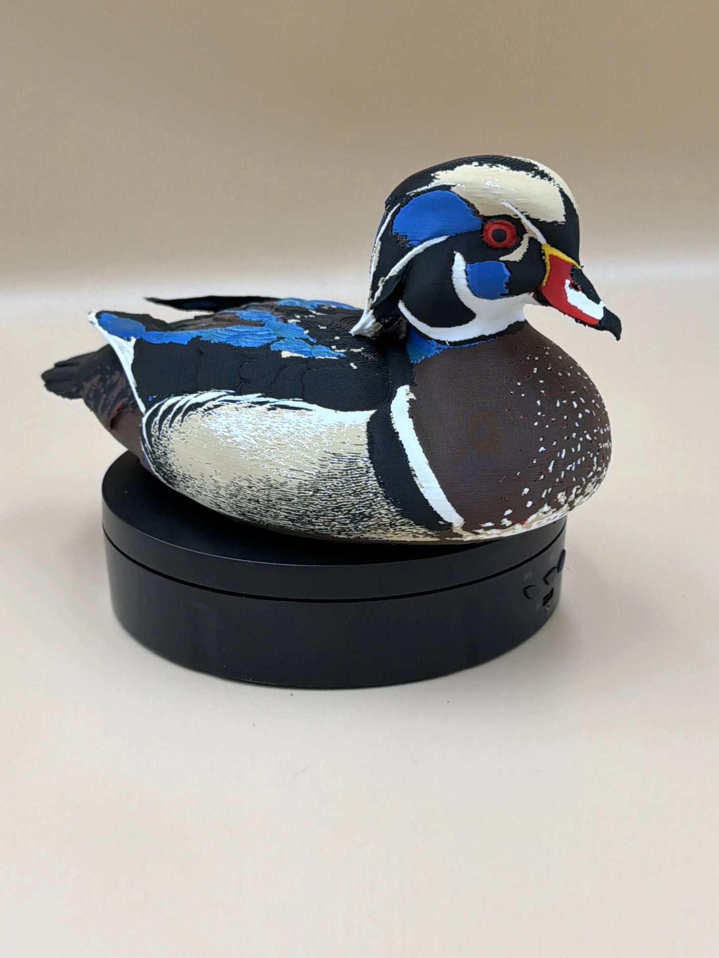 Kačica karolínska Wood Duck