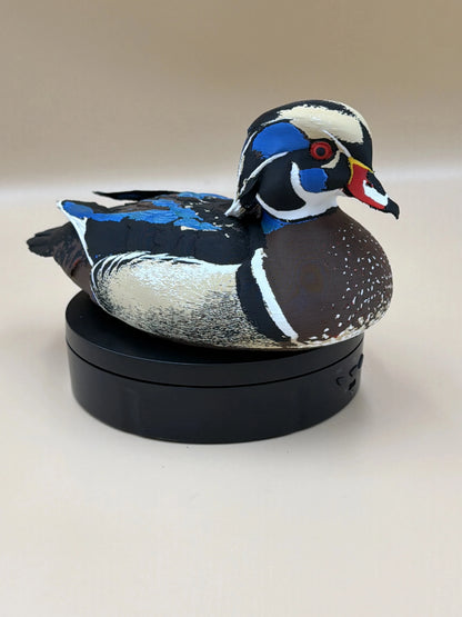 Kačica karolínska Wood Duck