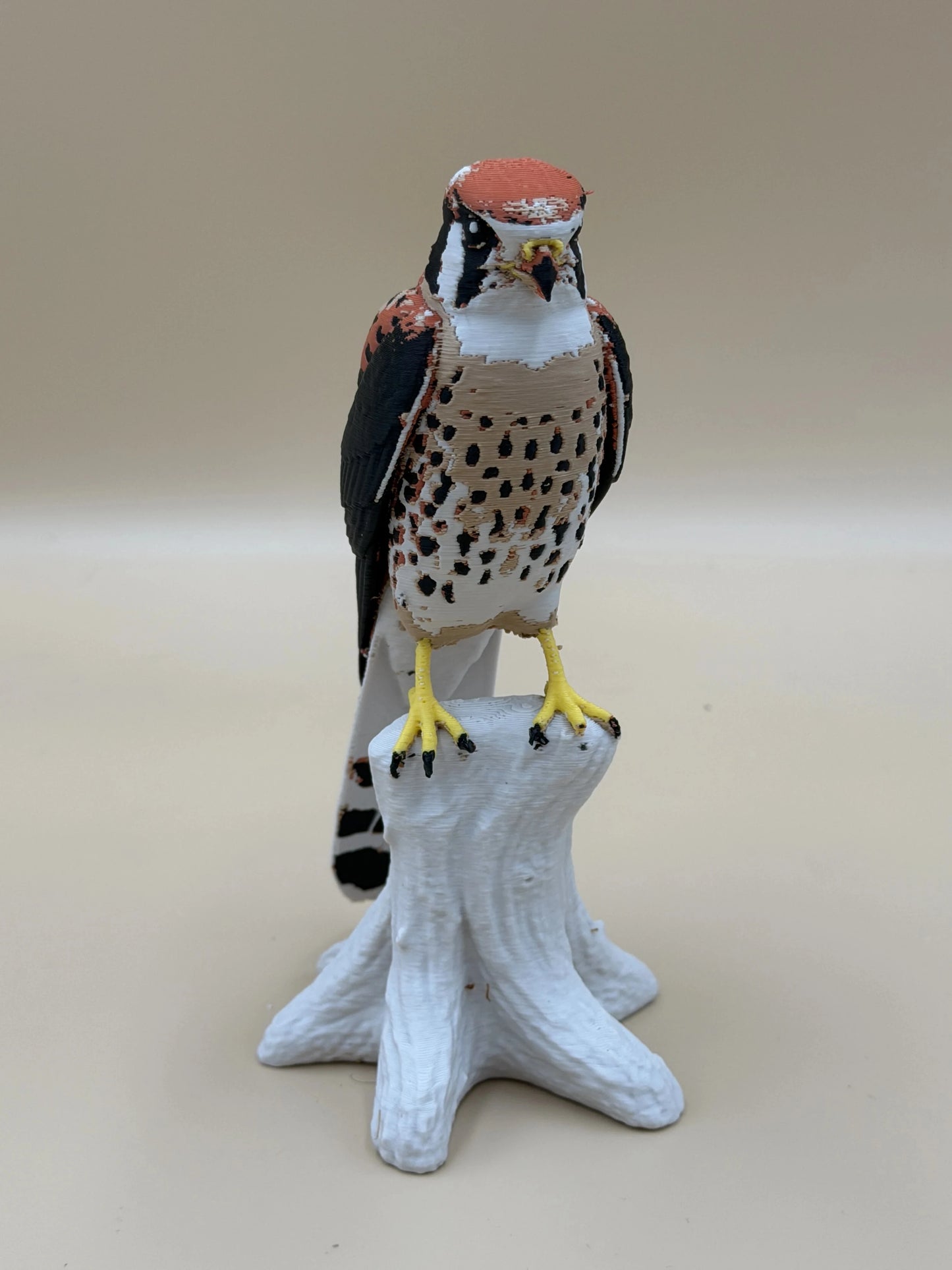 Sokol pestrý (Kestrel) na konári