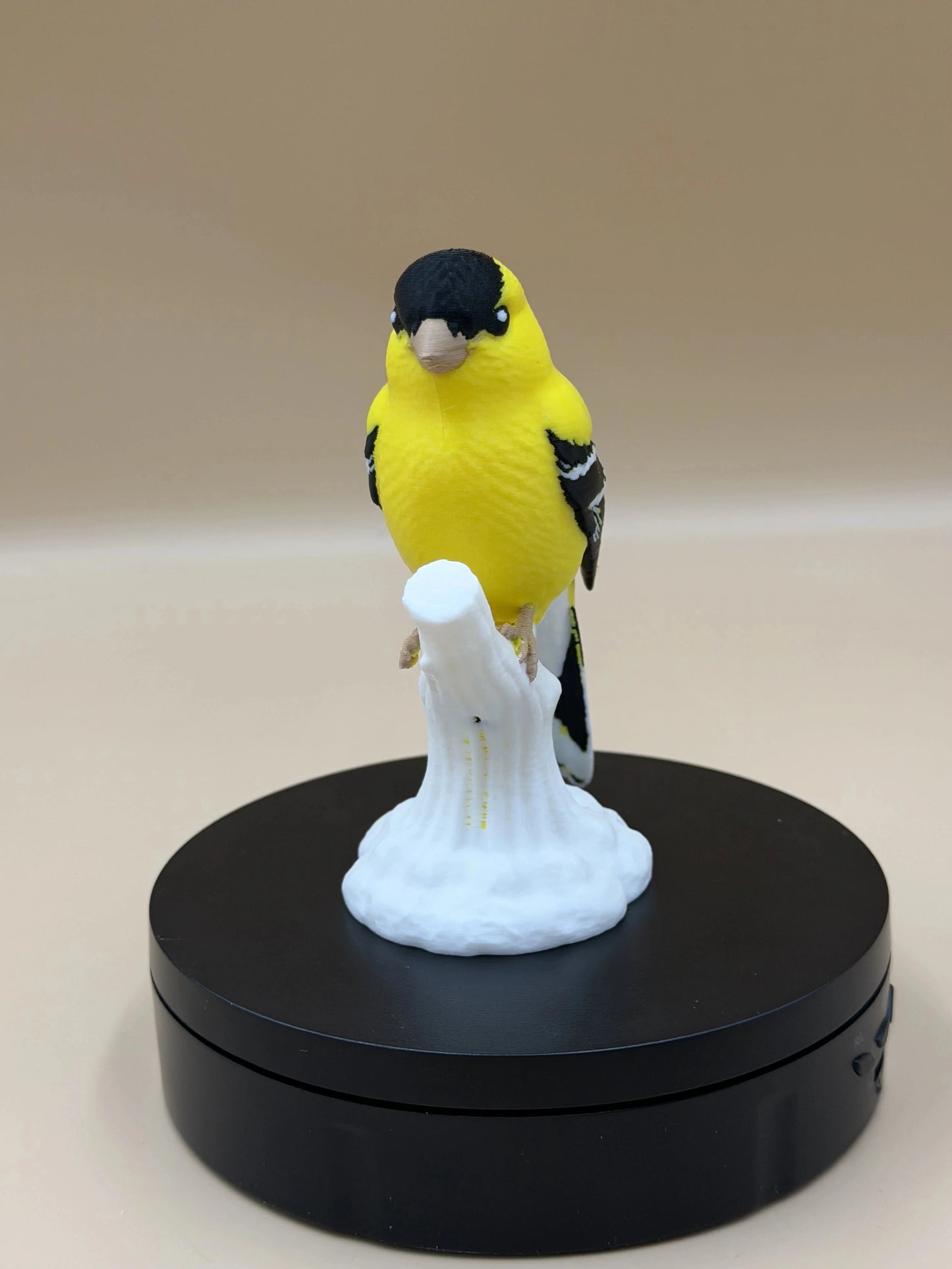Stehlík čížavý Sunshine (Goldfinch)