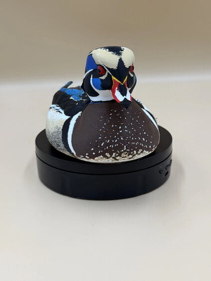 Kačica karolínska Wood Duck