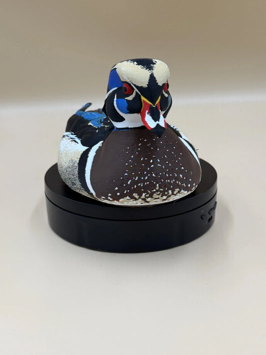Kačica karolínska Wood Duck