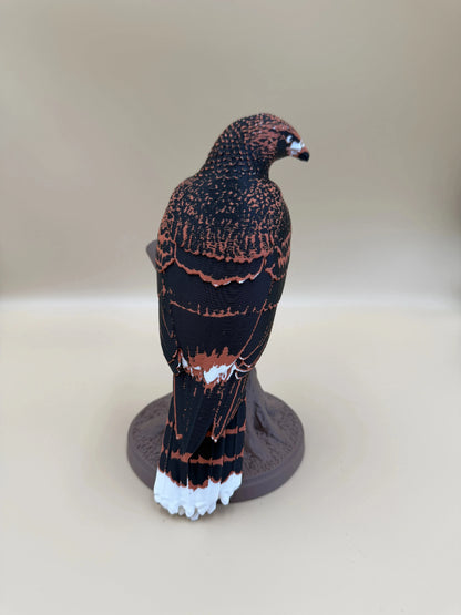 Harris Hawk – dravý jastrab na konári