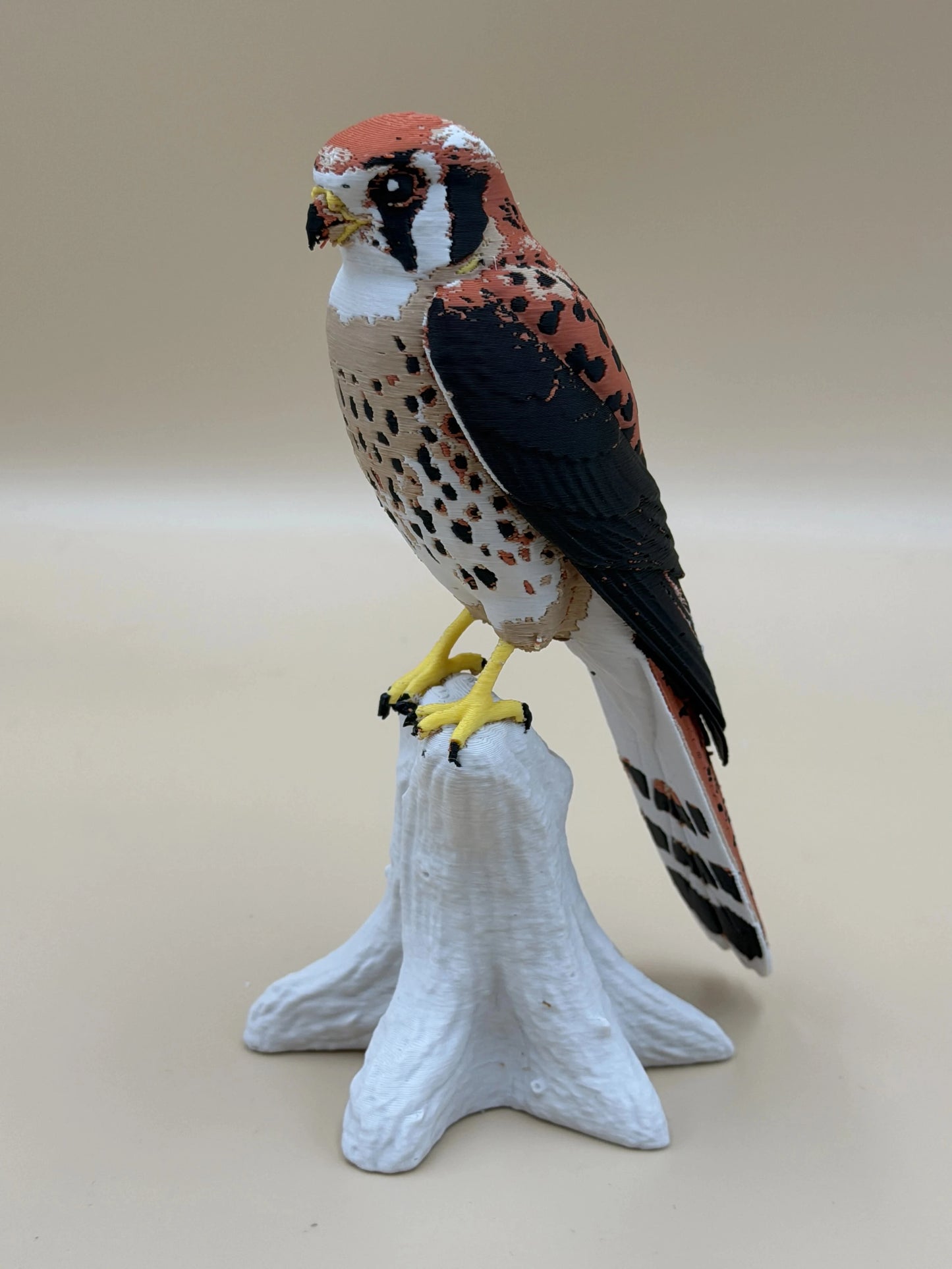 Sokol pestrý (Kestrel) na konári