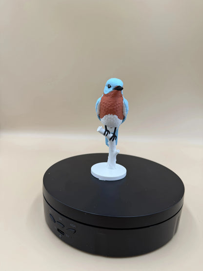 Bluebird na konári