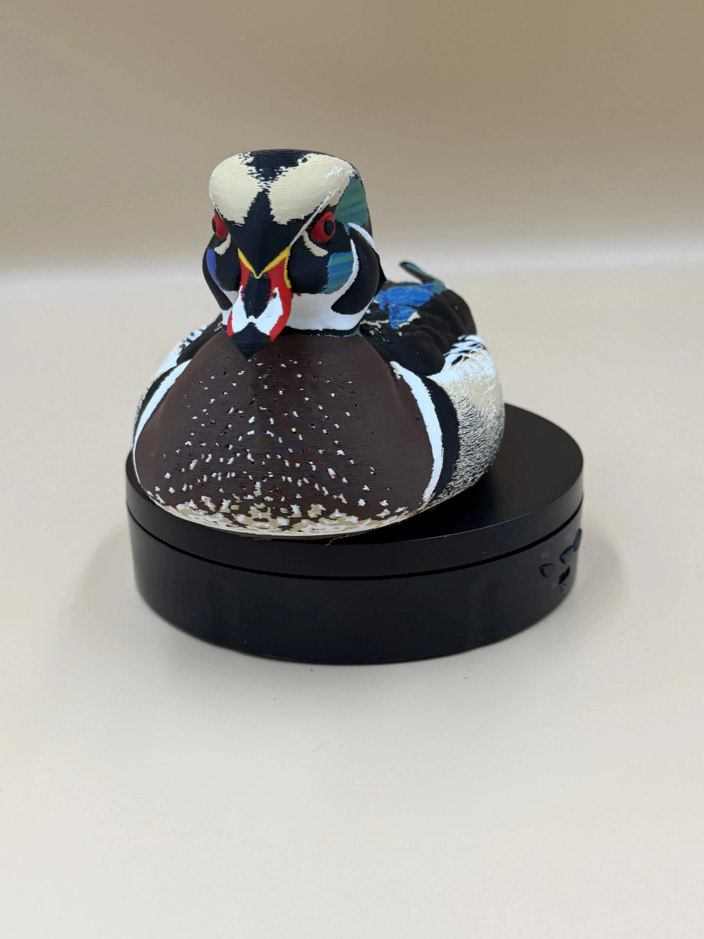 Kačica karolínska Wood Duck