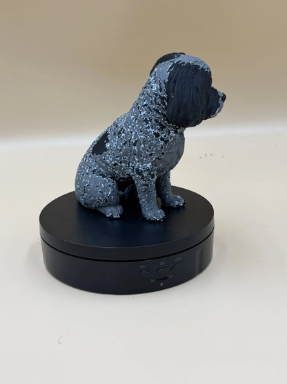 Havanese šteniatko Bella