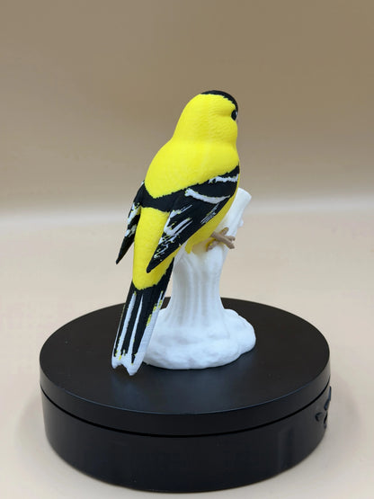 Stehlík čížavý Sunshine (Goldfinch)